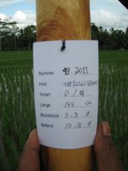 Didgeridoo Eukalyptus 2011-49 