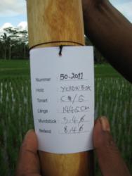 Didgeridoo Eukalyptus 2011-50 