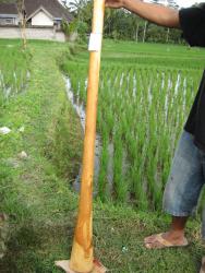 Didgeridoo Eukalyptus 2011-53 