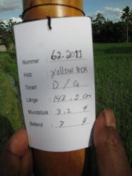 Didgeridoo Eukalyptus 2011-62 