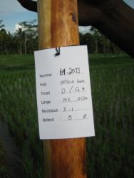 Didgeridoo Eukalyptus 2011-64 