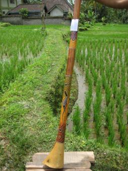 Didgeridoo Eukylaptus 2011-74 C 