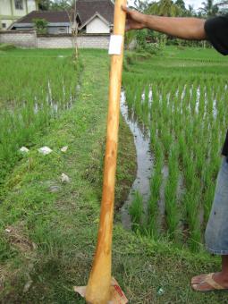 Didgeridoo Eukalyptus 2011-42 